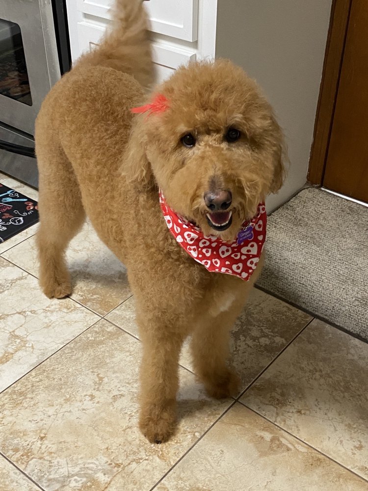 AUSSIE PET MOBILE CENTRAL FLORIDA Updated September 2024 17 Photos