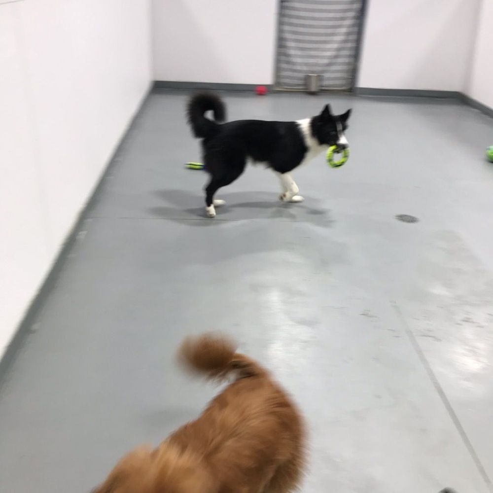 PREPPY PET FORT MYERS Updated August 2024 45 Photos & 10 Reviews 9140 W College Pointe Dr