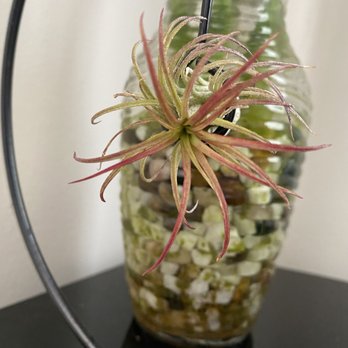 Plant Shop Chicago - Air plant - Nurseries & Gardening Near Me - Chicago, Illinois Plant Shop Chicago - Air plant - Nurseries & Gardening Near Me - Chicago, Illinois