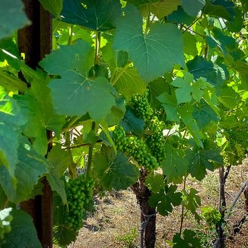 Roberts Ranch Vineyards - rows of grape plants - Wine Tasting Room Near Me - Ben Lomond, California Roberts Ranch Vineyards - rows of grape plants - Wine Tasting Room Near Me - Ben Lomond, California