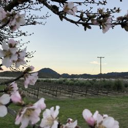 Cordi Winery - Almond bloom in February.