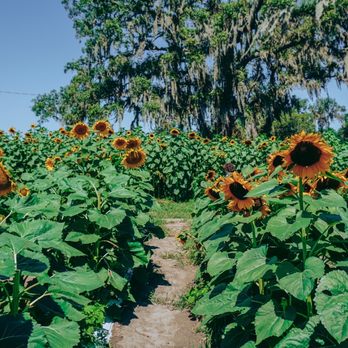 Sweetfields Farm - Farmers Market Near Me - Masaryktown, Florida