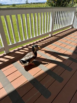 Lavaloha Chocolate - Farm Tours by null