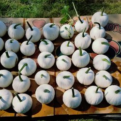 J L  Hall Farm - White pumpkins at J L Hall Farm