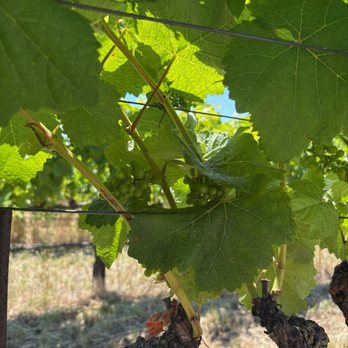 Parum Leo Winery and Vineyard - Wine Tasting Room Near Me - Petaluma, California