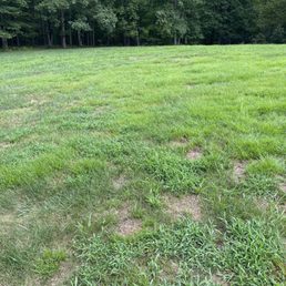 Kyllinga and oxalis have taken over most of my lawn Kyllinga and oxalis have taken over most of my lawn