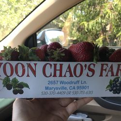 Strawberry Farm