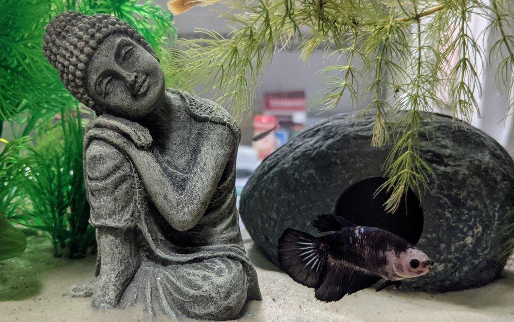 WESTSIDE AQUARIUM & PETS 15 Reviews 3409 S Dale Mabry Hwy, Tampa