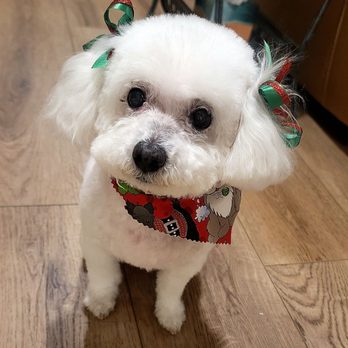 Muddy Paws OC - White poodle with a new haircut. - Pet Groomers Near Me - Orange, California