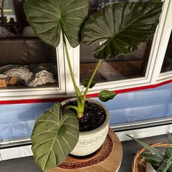 Mossbrook Roots Florist - Alocasia Regal