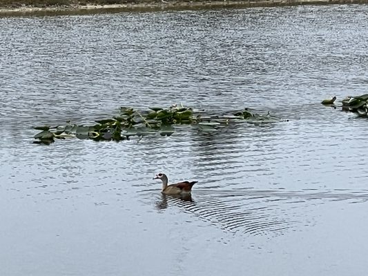 FLAMINGO WEST PARK - 36 Photos - 6201 S Flamingo Rd, Cooper City