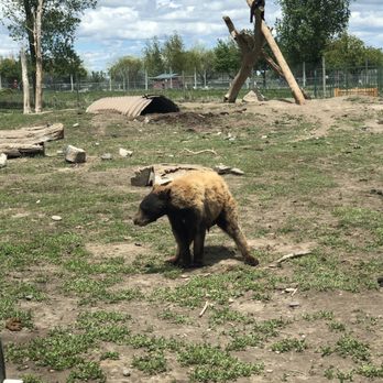Yellowstone Bear World - Zoos Near Me - Rexburg, Idaho Yellowstone Bear World - Zoos Near Me - Rexburg, Idaho