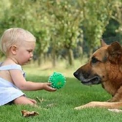 Lawns By Glen - Organic Ant, Flea, & Tick Control