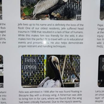 Pelican Harbor Seabird Station - Community Service/Non-Profit Near Me - Miami, Florida Pelican Harbor Seabird Station - Community Service/Non-Profit Near Me - Miami, Florida