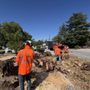 Wilson Tree Service