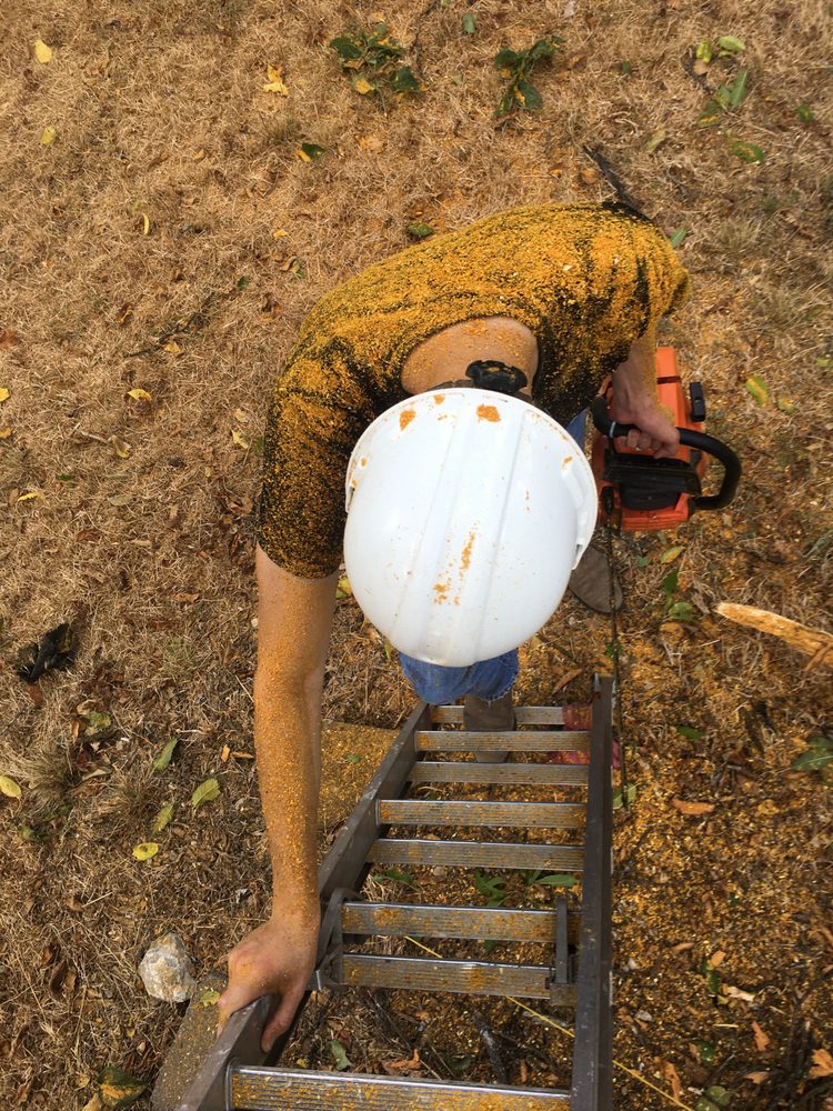 Living Tree Services - tree service in Dallas, TX