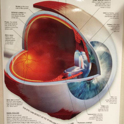 Newport Vision Center