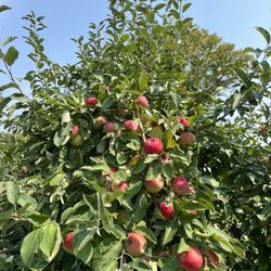 Afton Apple Orchard - Zestars in the orchard