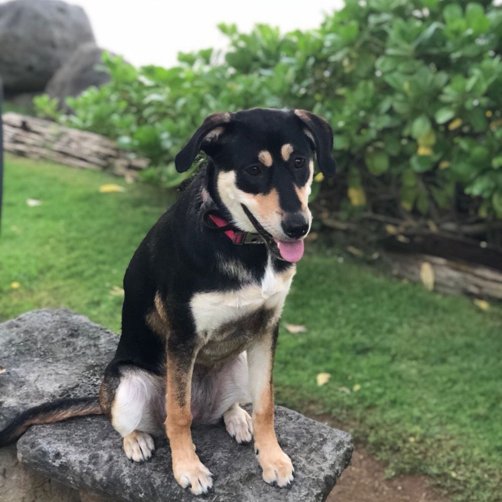 Off Leash K9 Training - Makana at "Place" at Turtle Bay. - Pet Training Near Me - Honolulu, Hawaii Off Leash K9 Training - Makana at "Place" at Turtle Bay. - Pet Training Near Me - Honolulu, Hawaii