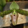 Photo of Schwerter Orchideenzucht