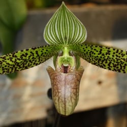 Schwerter Orchideenzucht
