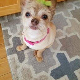 Mia, almost 12 and still sassy. Dr Heller said she was looking good and recommended healthy supplements for heart and joint health. Mia, almost 12 and still sassy. Dr Heller said she was looking good and recommended healthy supplements for heart and joint health.