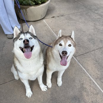 Pawfectpups Board and Train - Juno and Milo - Pet Training Near Me Pawfectpups Board and Train - Juno and Milo - Pet Training Near Me