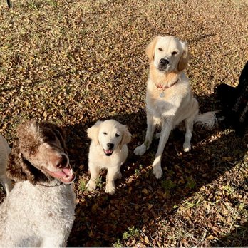 Puppy Adventure Academy - Daycare dogs waiting for a treat after practicing their recalls. - Pet Training Near Me - Melissa, Texas Puppy Adventure Academy - Daycare dogs waiting for a treat after practicing their recalls. - Pet Training Near Me - Melissa, Texas