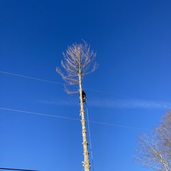 Green Pines Tree Solutions - White Pine Tree Removal