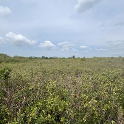Harbor Palms Nature Park - View of Swampy area