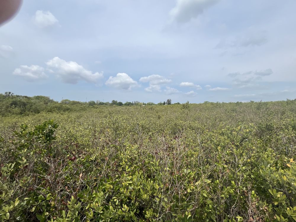 Harbor Palms Nature Park Image