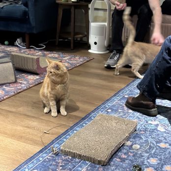 The Purrfect Bean - Themed Cafes Near Me - Richmond, Virginia The Purrfect Bean - Themed Cafes Near Me - Richmond, Virginia
