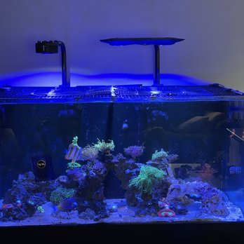 Kung Fu Corals - Corals - Local Fish Stores Near Me - San Diego, California Kung Fu Corals - Corals - Local Fish Stores Near Me - San Diego, California
