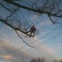 Photo of Safety Tree Service