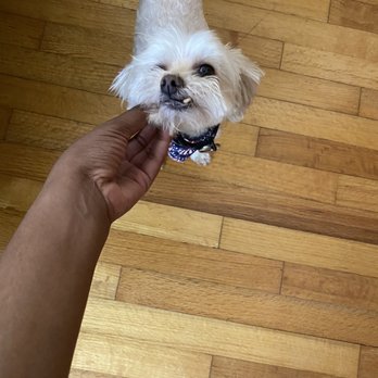 Plush Paws Pet Salon - Terrible posing but you can see the nice cut. - Pet Groomers Near Me - Orlando, Florida Plush Paws Pet Salon - Terrible posing but you can see the nice cut. - Pet Groomers Near Me - Orlando, Florida