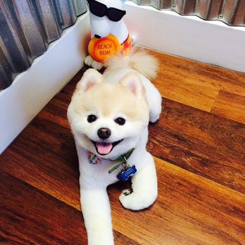 Petite Tail Dog Grooming - Pet Groomers Near Me - Torrance, California Petite Tail Dog Grooming - Pet Groomers Near Me - Torrance, California