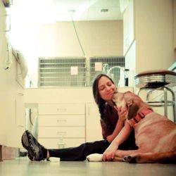 All Pets Veterinary Hospital