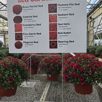 Creekside Gardens - Red mum información - Nurseries & Gardening Near Me - Collinsville, Illinois