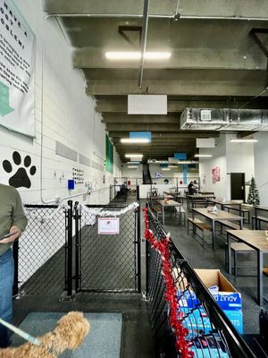 Snouts & Stouts - Dog Bar by null