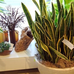 Feels like i should be swimming with the fishes while i look at this plant