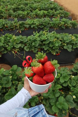 Carlsbad Strawberry Company by null
