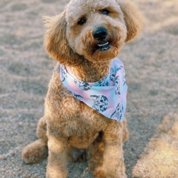 Fluff Bar - Pet Groomers Near Me - Scottsdale, Arizona