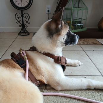 Wisker Walks - Pet Sitting Near Me - Flagstaff, Arizona Wisker Walks - Pet Sitting Near Me - Flagstaff, Arizona