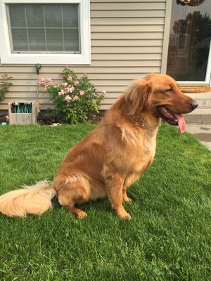 We have Groomers that specialize in large breeds from Goldens to Newfies! Openings Now! Call Or Fill Out Intake To Book! - We have Groomers who can serve from Goldens to Newfies! Openings Now! Call or fill out an Intake To Book! We have Groomers that specialize in large breeds from Goldens to Newfies! Openings Now! Call Or Fill Out Intake To Book! - We have Groomers who can serve from Goldens to Newfies! Openings Now! Call or fill out an Intake To Book!
