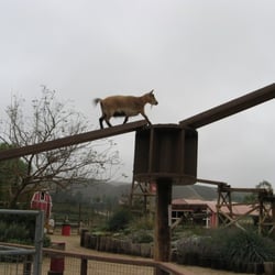 Tierra Rejada Family Farms - Goat walkway
