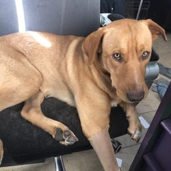 Comanche County Veterinary Clinic - Yeller