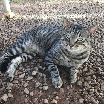 Kampuchea Kitchen - The local cat is super sweet! - Food Trucks Near Me - Kahuku, Hawaii Kampuchea Kitchen - The local cat is super sweet! - Food Trucks Near Me - Kahuku, Hawaii
