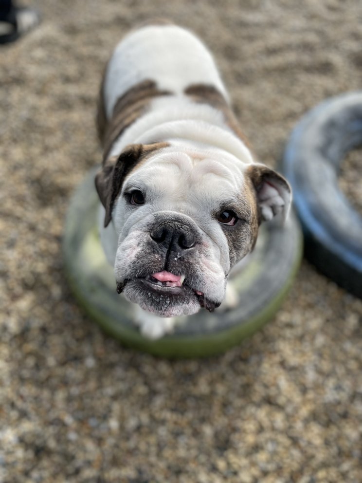 ROVER’S PLACE Updated October 2024 78 Photos & 51 Reviews 1810 Skokie Blvd, Northbrook