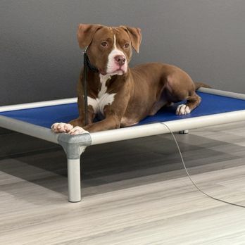 All Dogs Unleashed - Pet Training Near Me - Austin, Texas