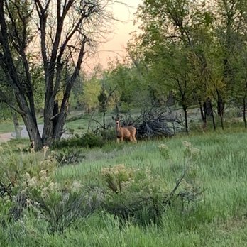 Cherry Creek State Park - Deer! - Parks Near Me - Aurora, Colorado